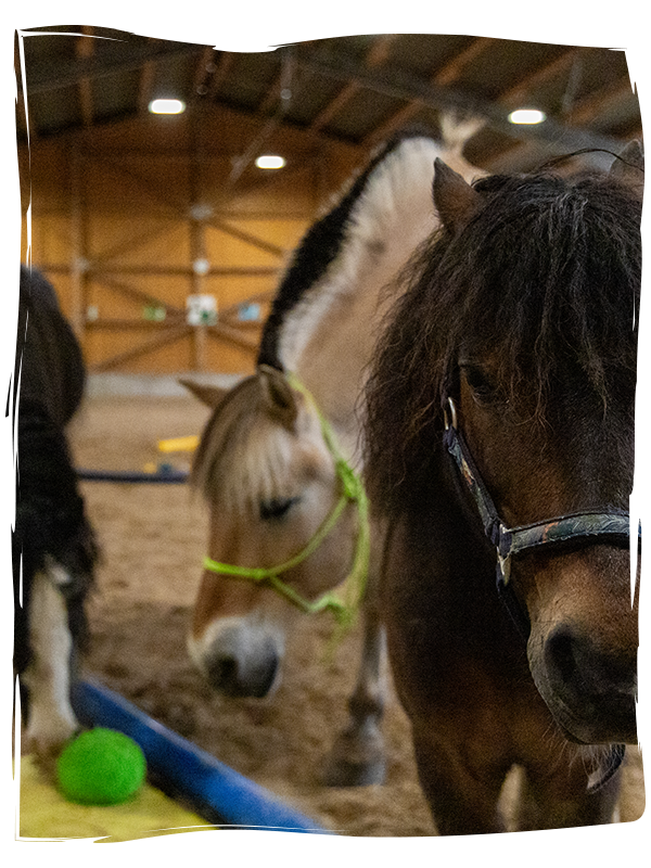 Tiergestützte Therapie Dittenheim | Heilpädagogische Praxis Hain